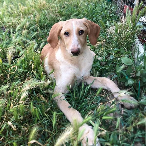 Rosy splendida giovane simil Segugio cerca casa  Foto 3